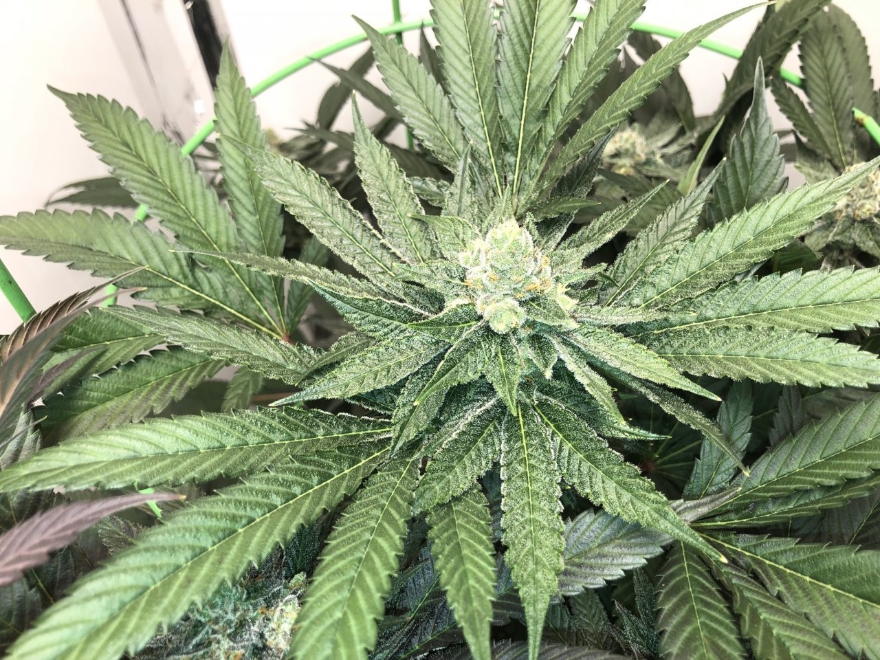 Pink Lemonade Clone