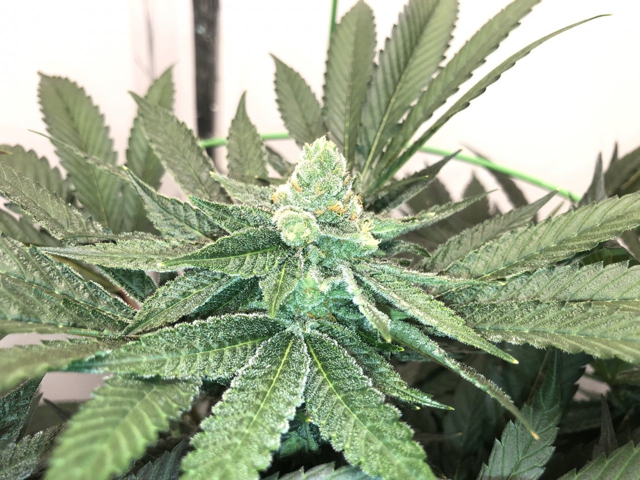 Pink Lemonade Clone