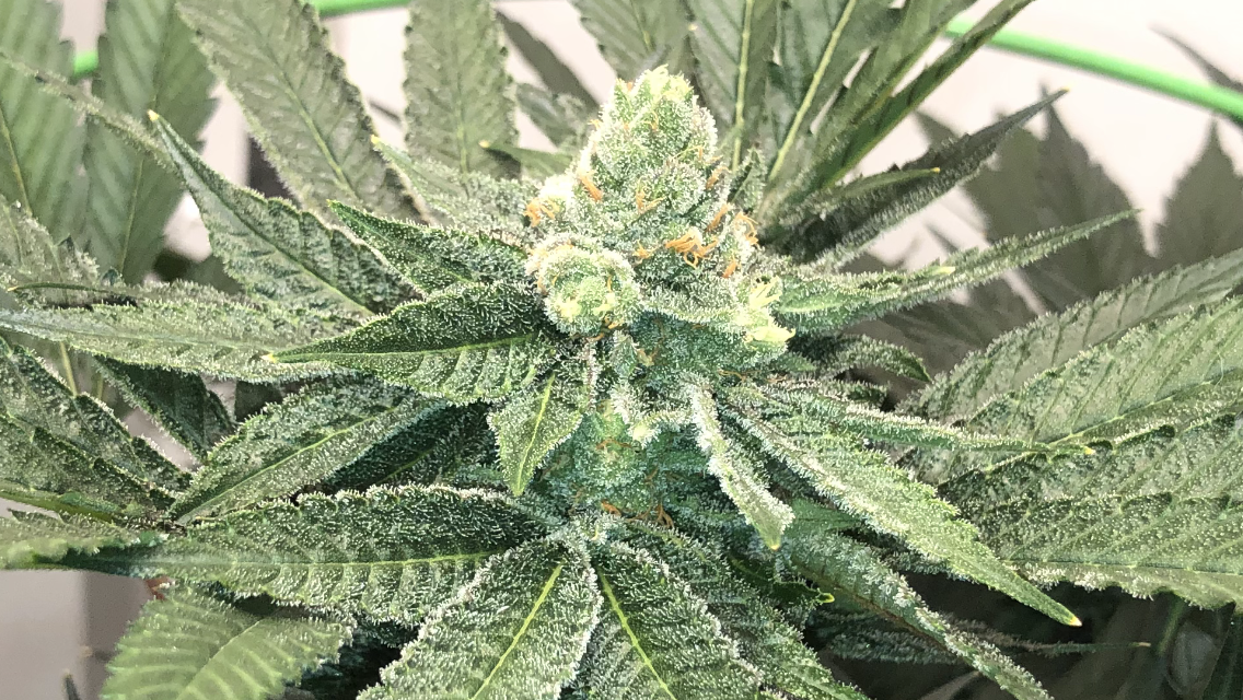 Pink Lemonade Clone