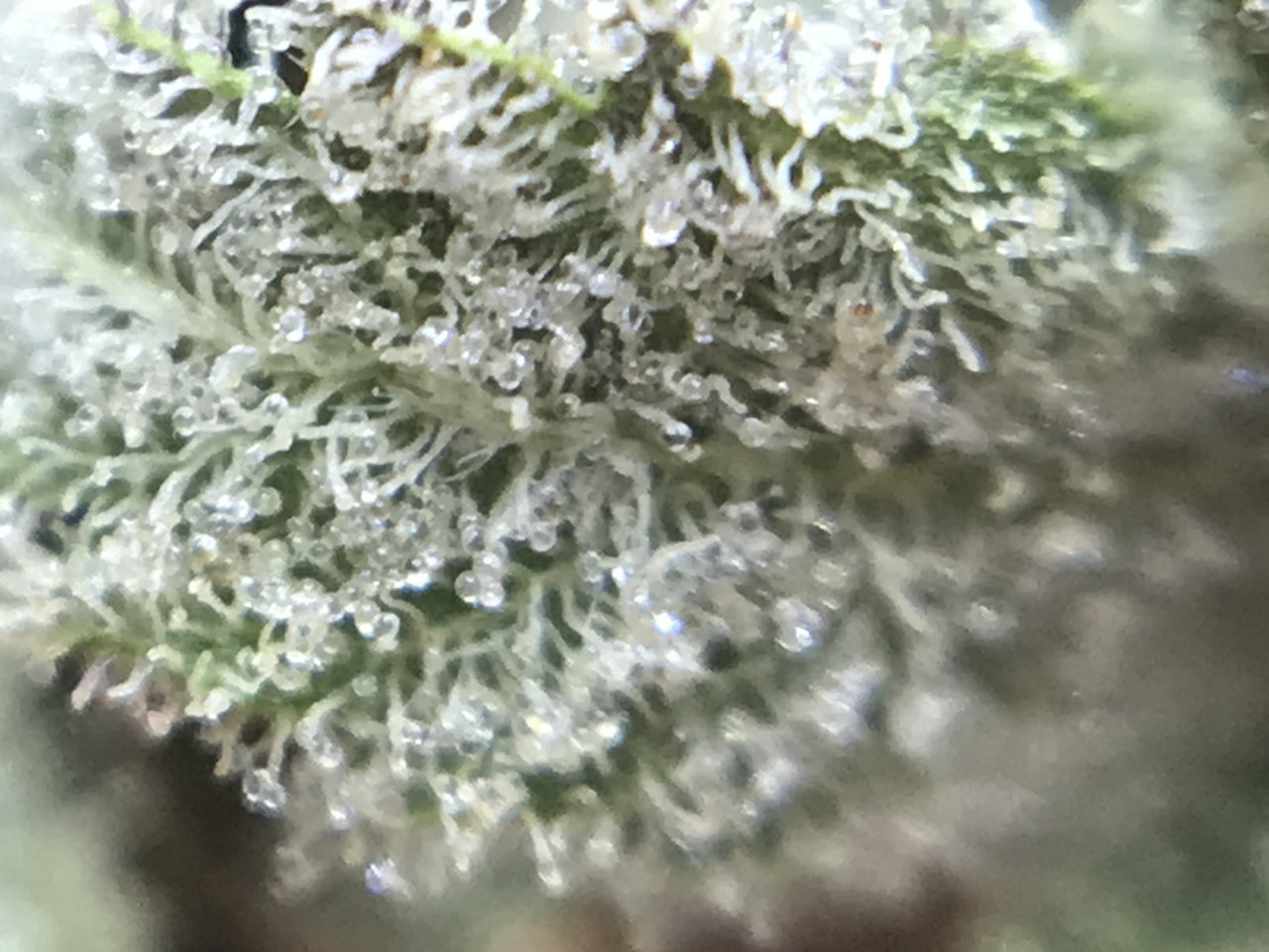 PinkKushTrichomes10.JPG