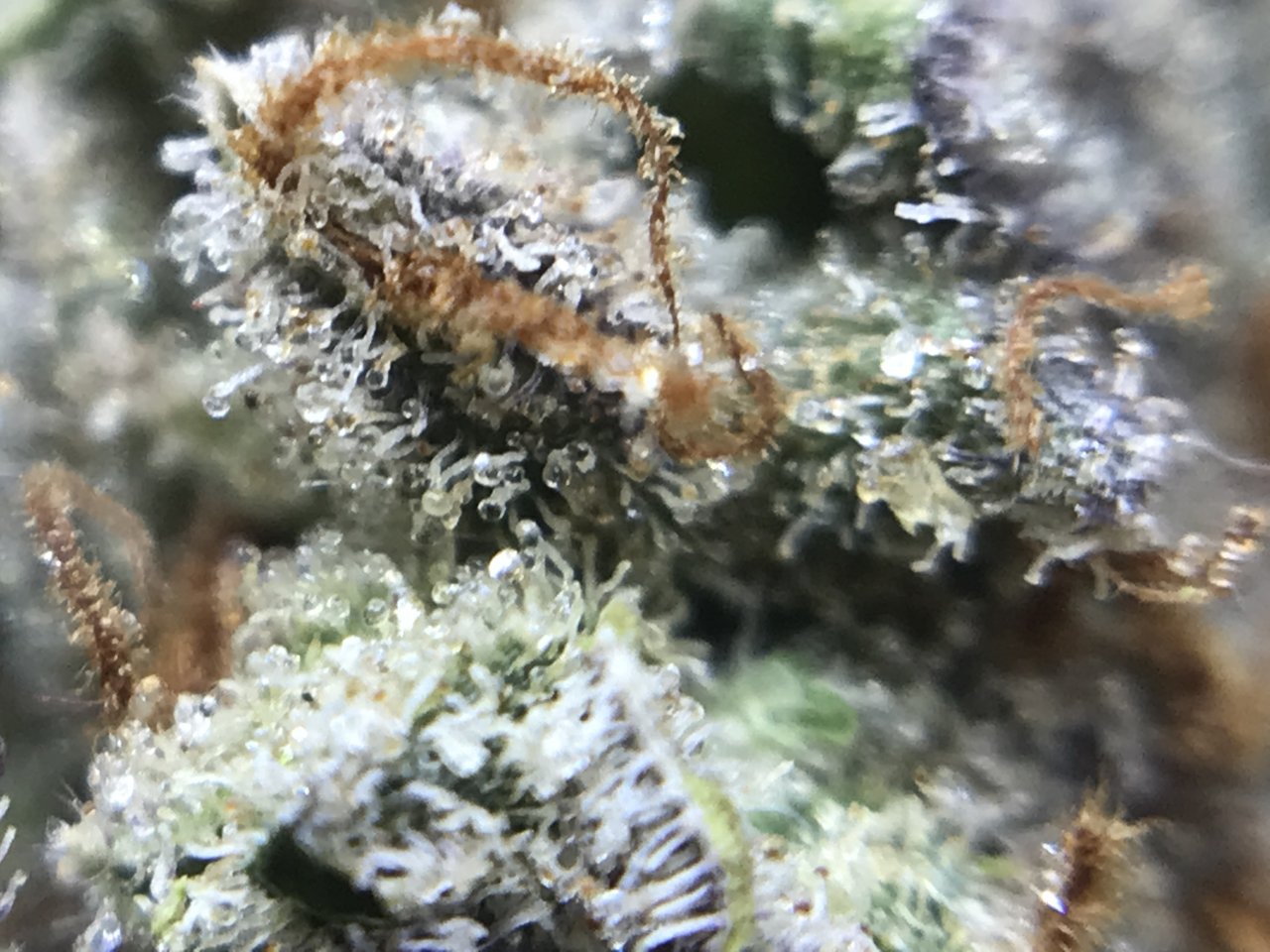 PinkKushTrichomes3.JPG