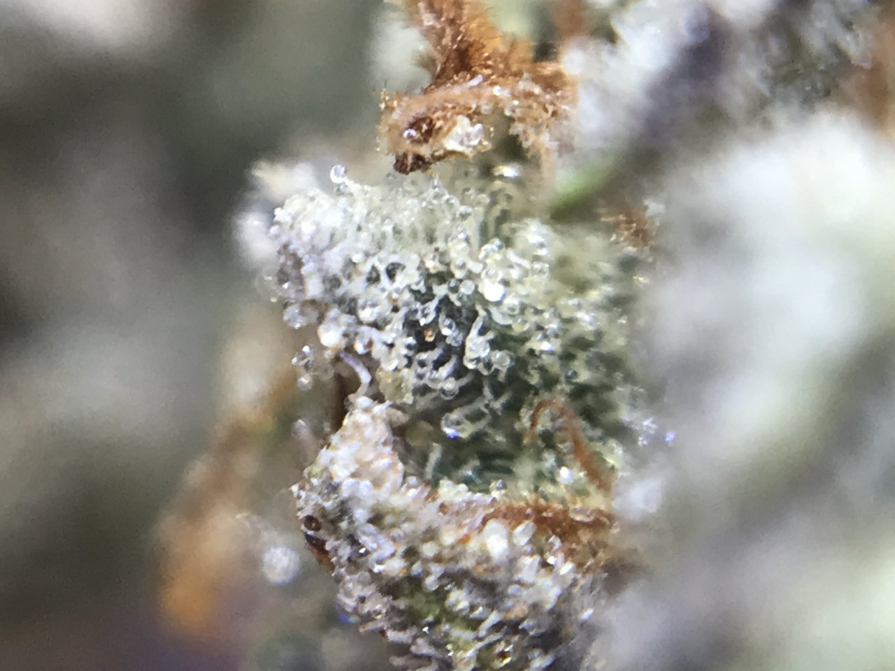 PinkKushTrichomes5.JPG