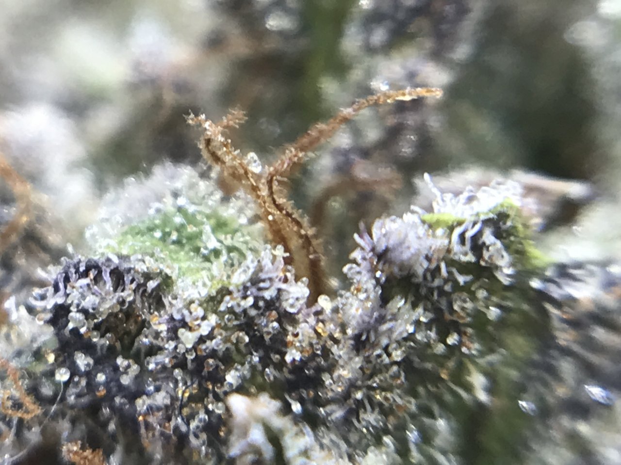 PinkKushTrichomes6.JPG