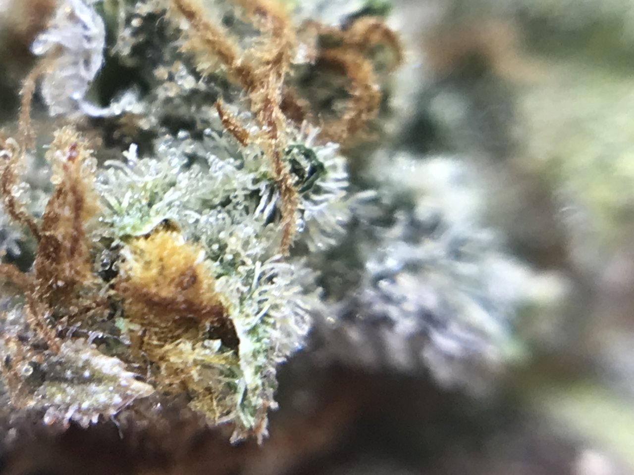 PinkKushTrichomes8.JPG