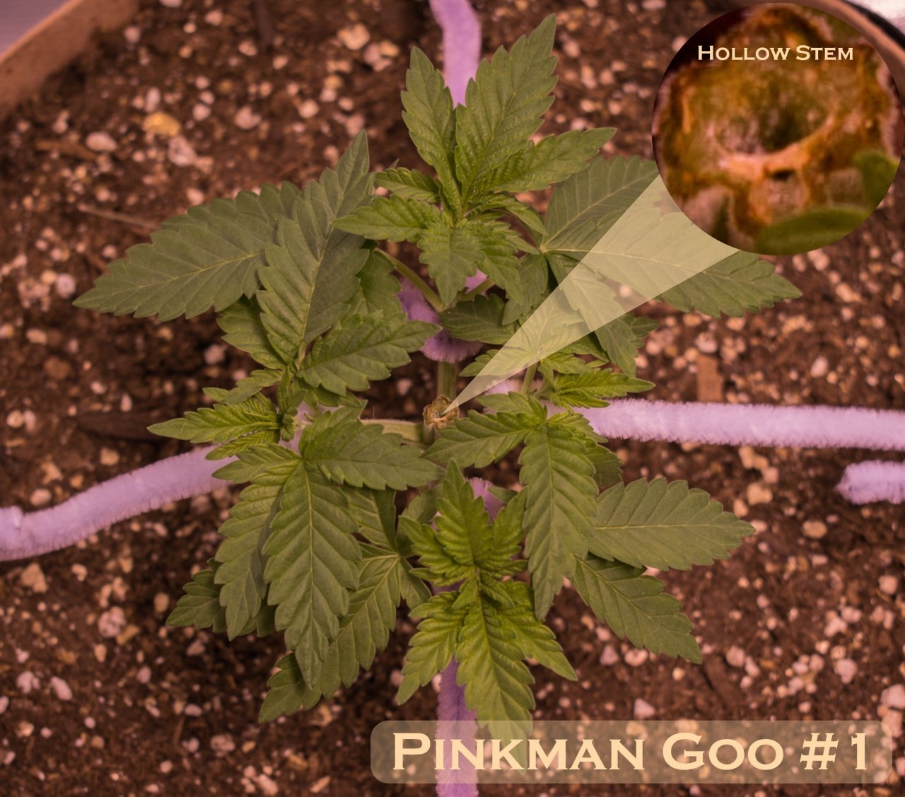 Pinkman Goo #1