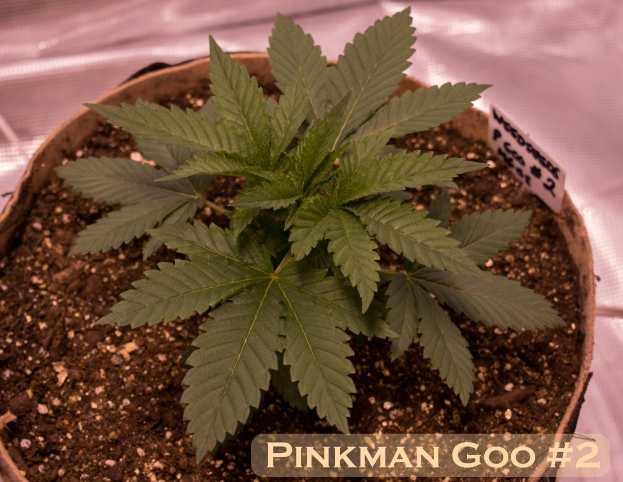 Pinkman Goo #2