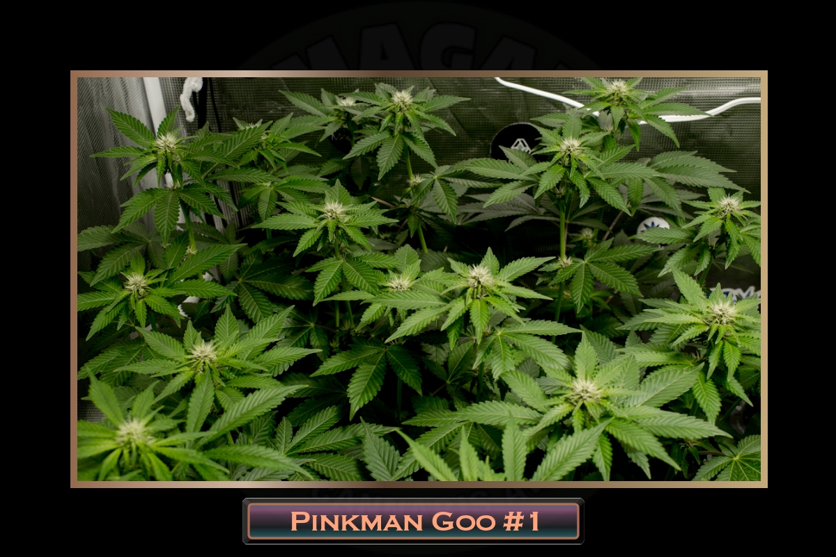 Pinkman Goo