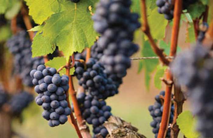 Pinot Wine Grapes - KGW