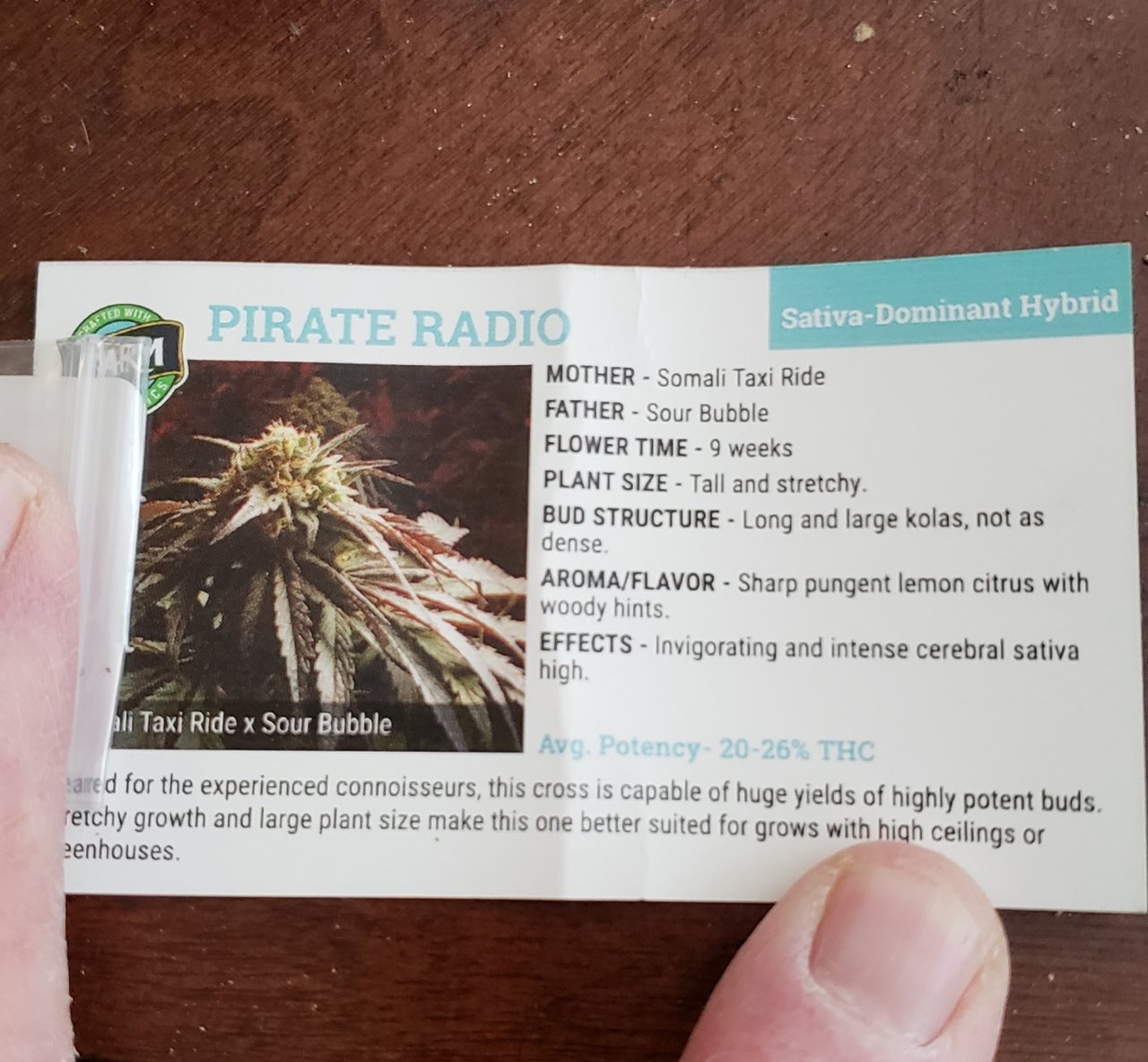 Pirate Raidoseeds.jpg