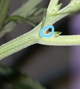 pistil.jpg