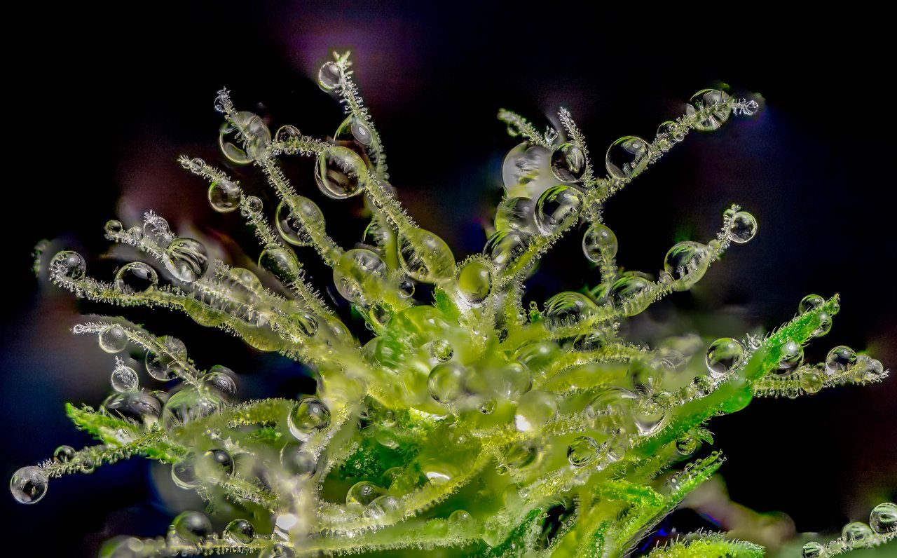 Pistils and water beads play.jpg