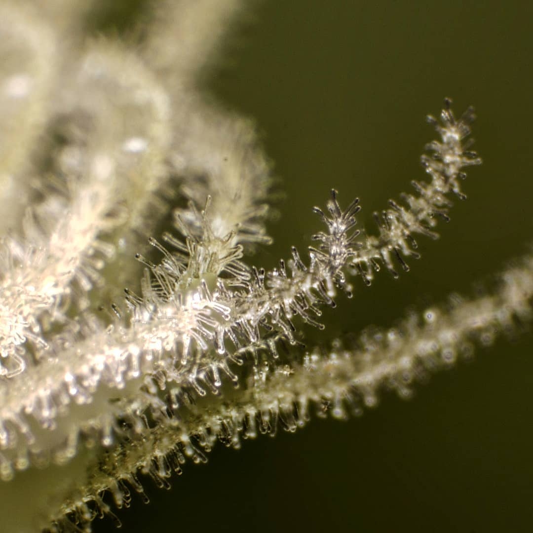 pistils-macro.jpg