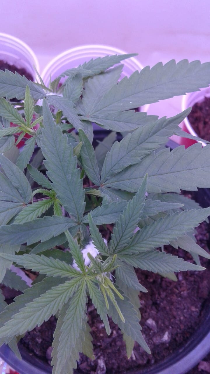 Pistils on Gertie.jpg