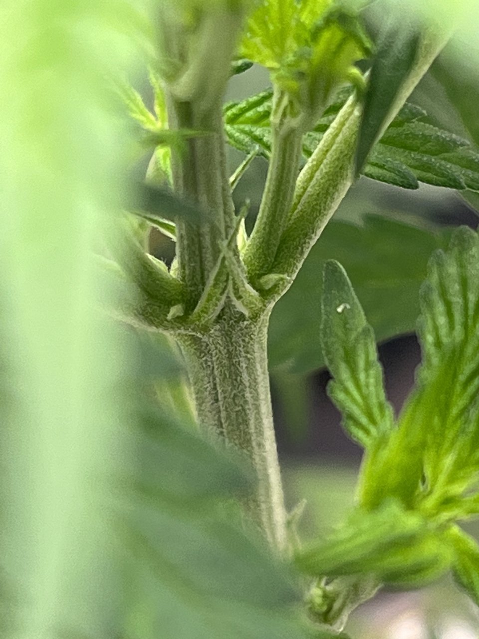 Pistils