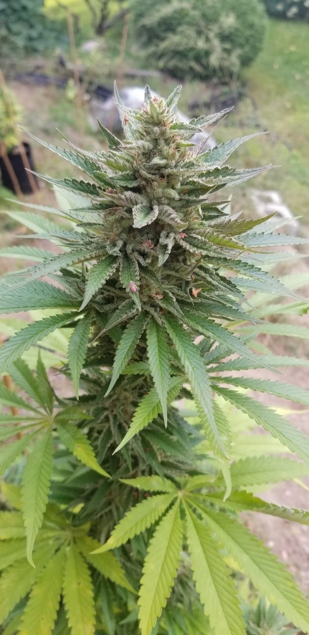 PK Bagseed Cola.#1