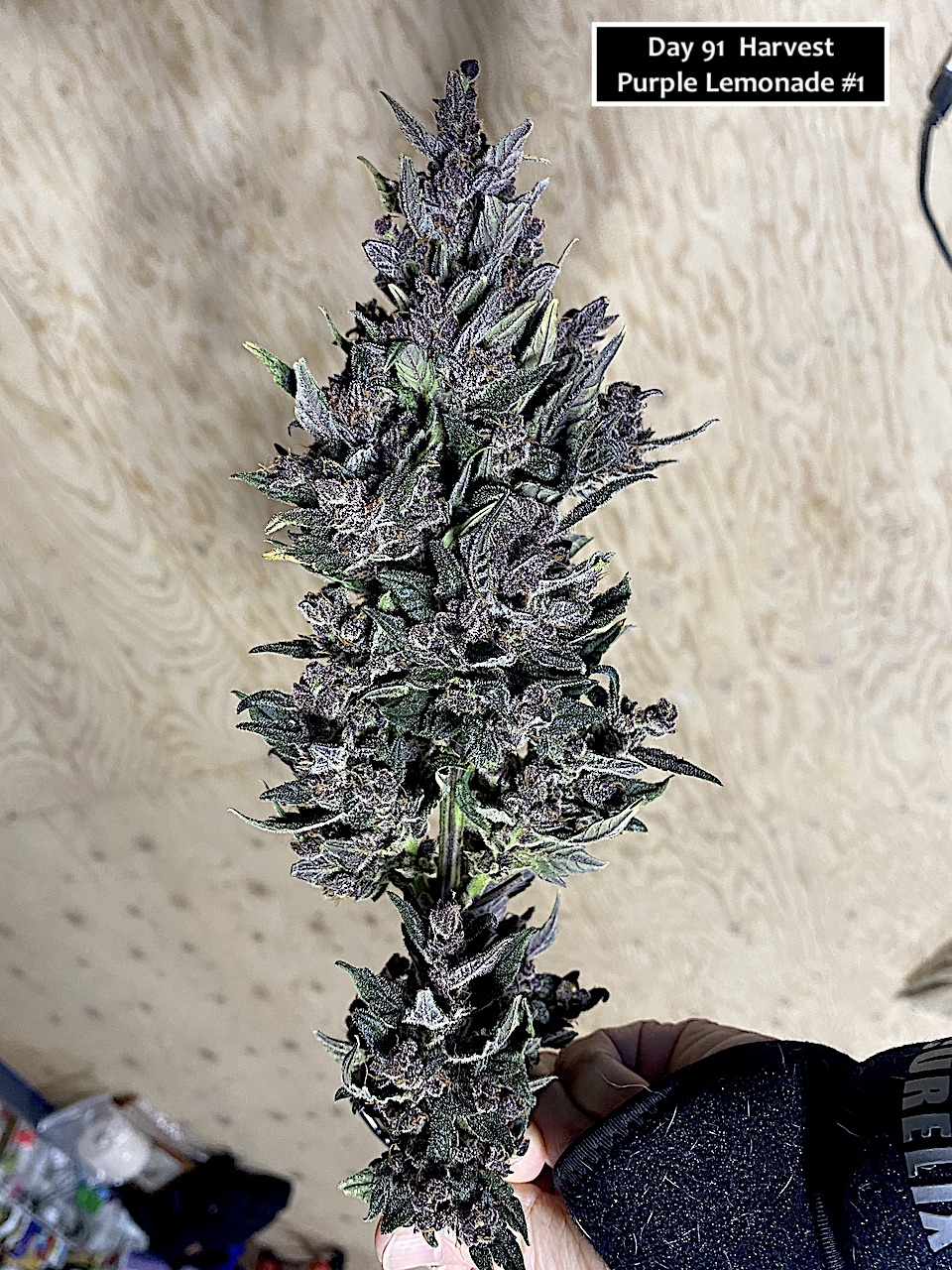 PL1 - Day 91 Harvest.jpeg