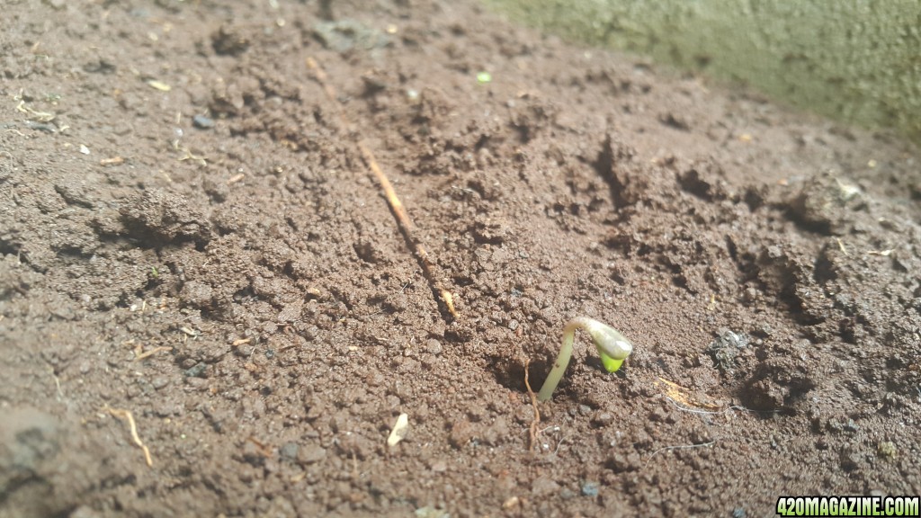 [Plant 1 - Day 2] Breaking the Surface