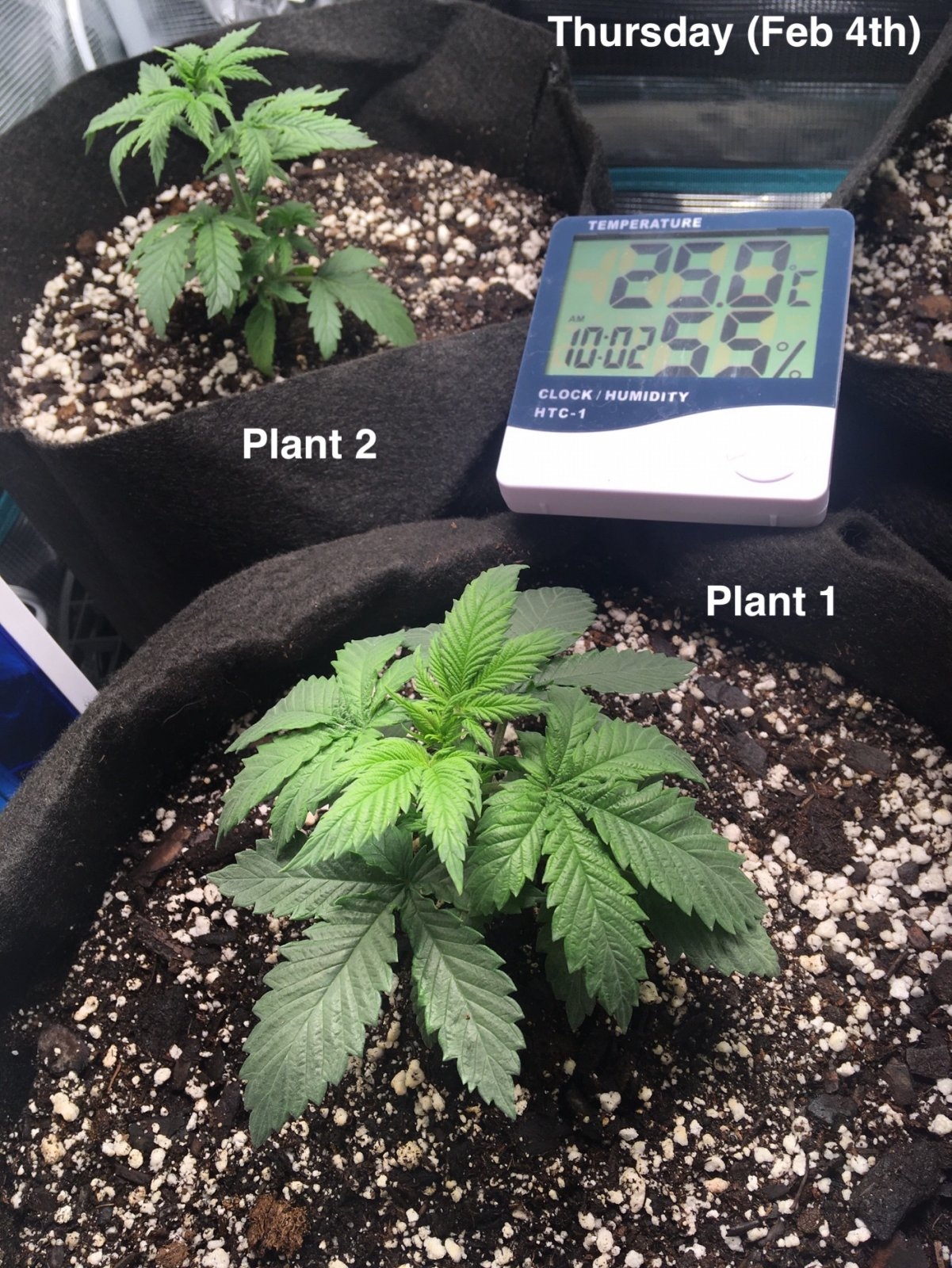 Plant #1 (Feb4th).jpg