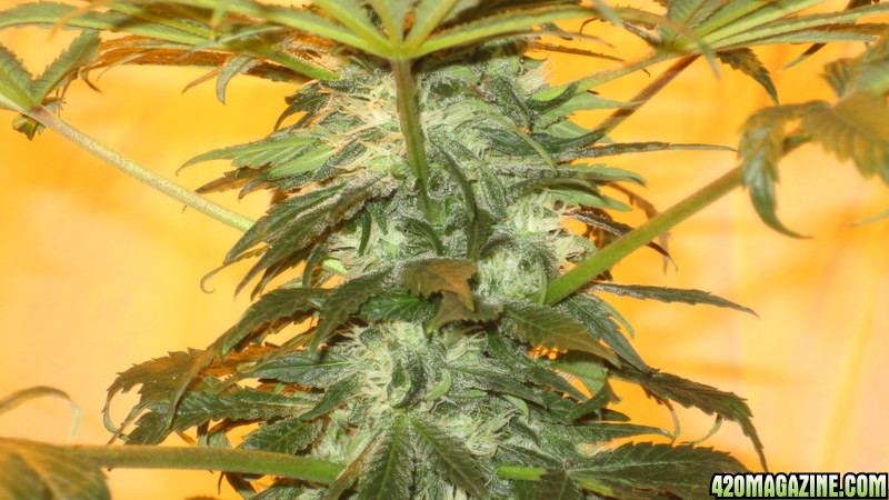 Plant 1 top cola day 38 flowering