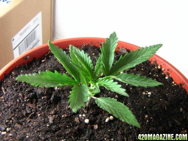 Plant #1