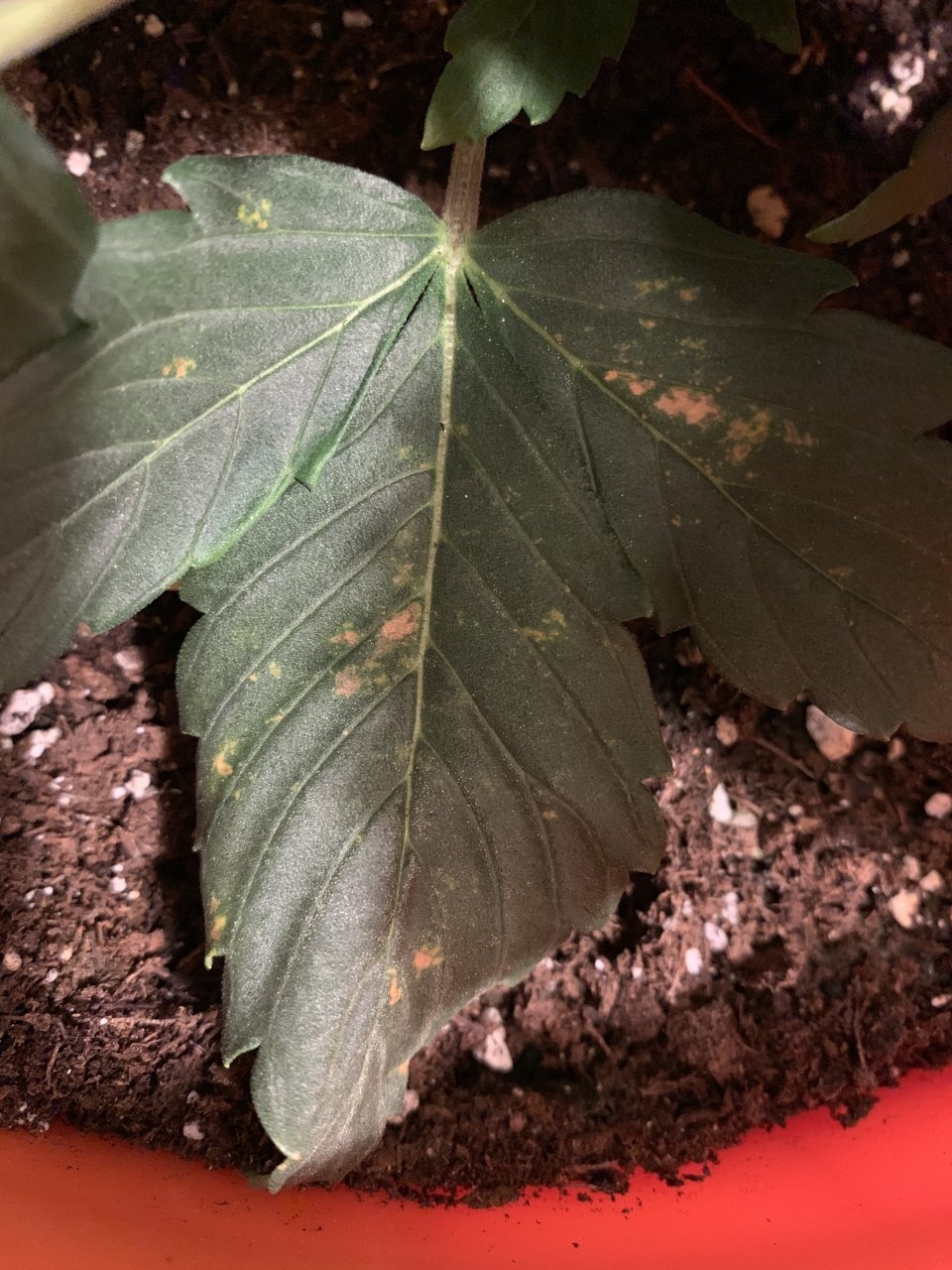 Plant 2 spots 3