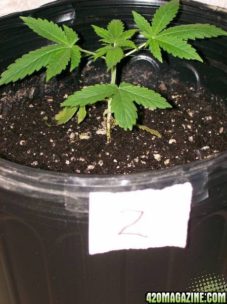 Plant 2