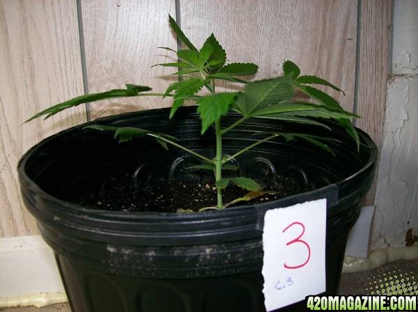 Plant 3