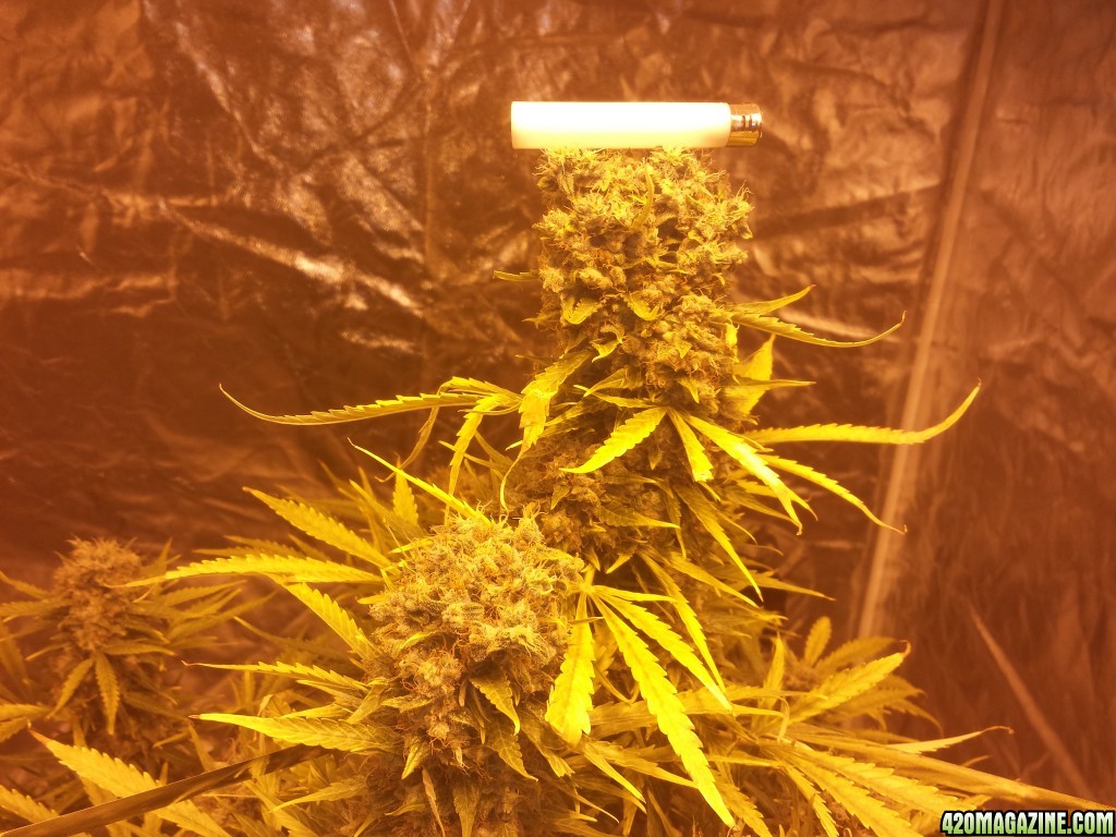 plant #4 cola