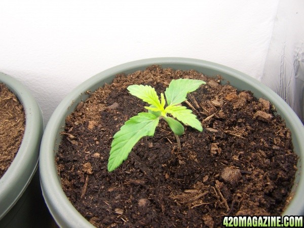 Plant 4 day 10