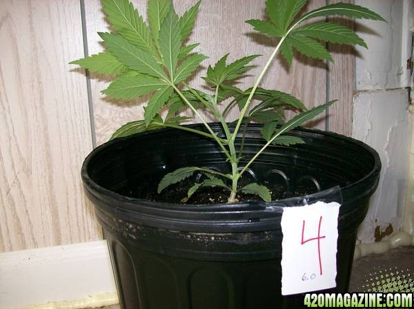 Plant 4