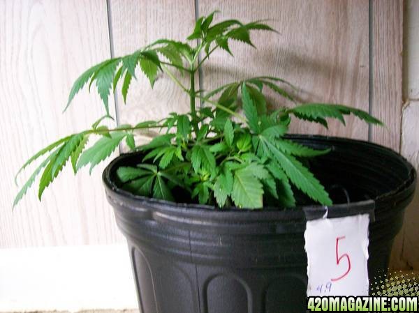 Plant 5