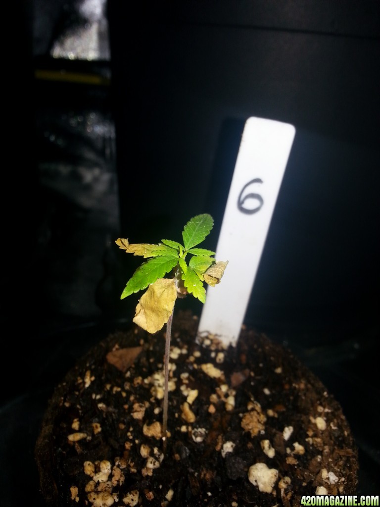 Plant 6 doesnt look like she is going to make it