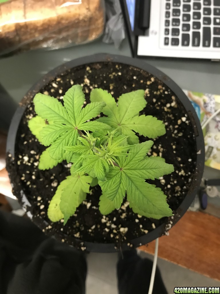 plant deficiency please help