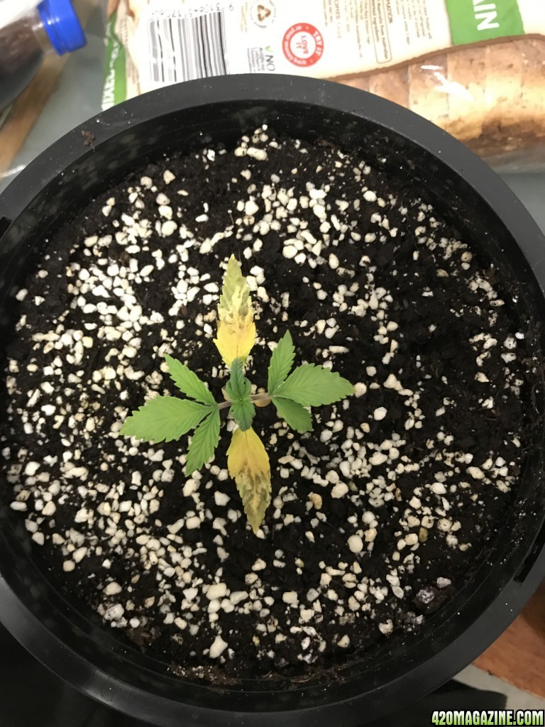 plant deficiency please help