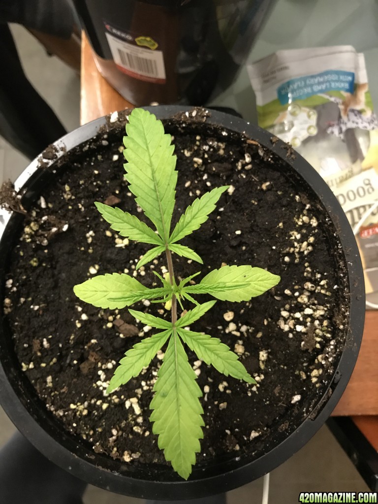 plant deficiency please help