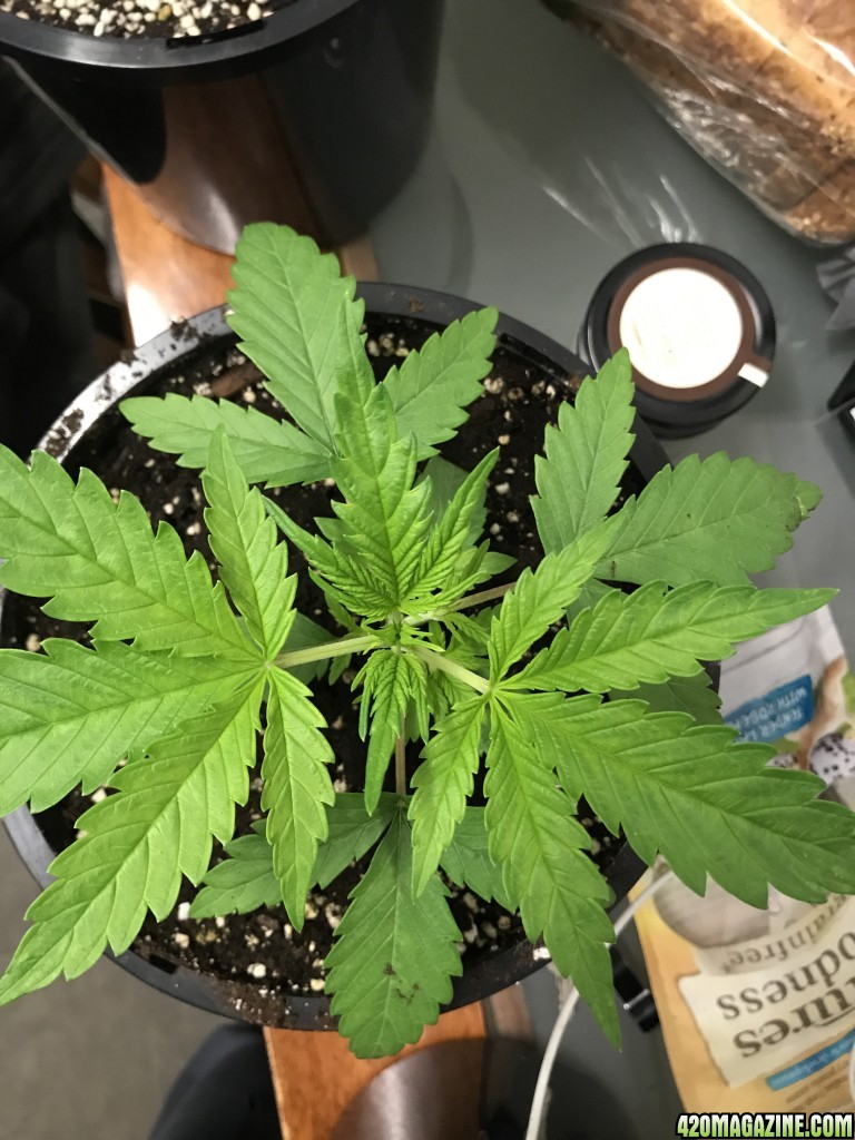 plant deficiency please help