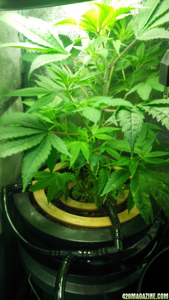 plant in new system