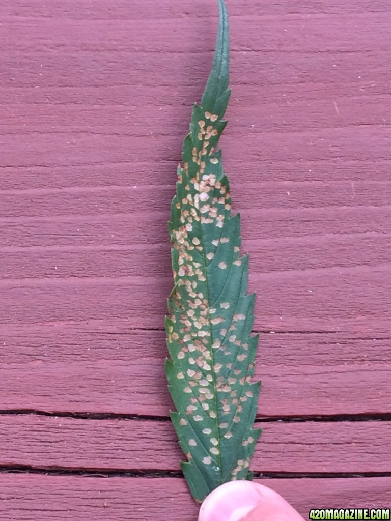 Plant leaf with yellow spots