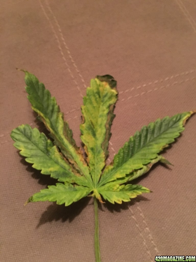 Plant ok?