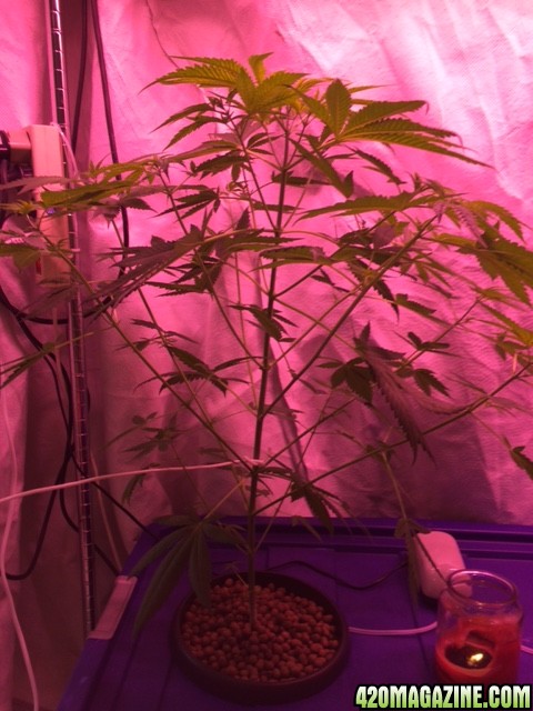 Plant Problems at Crucial Stage