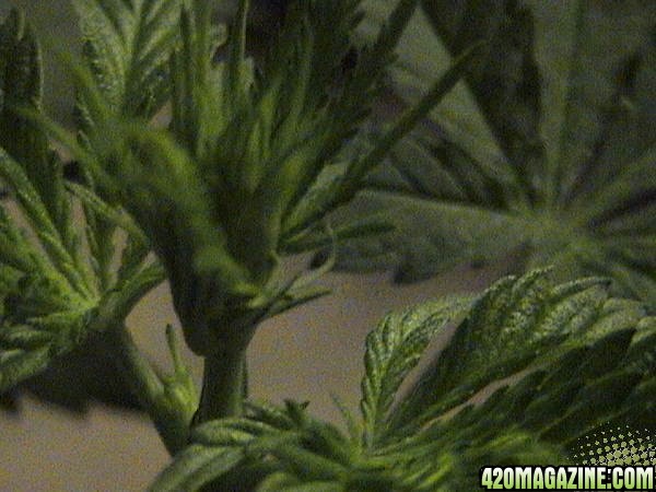 plant showing sex