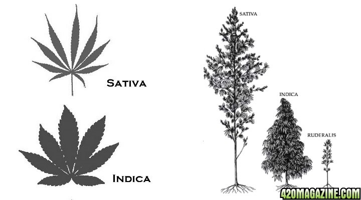 plant strain shapes