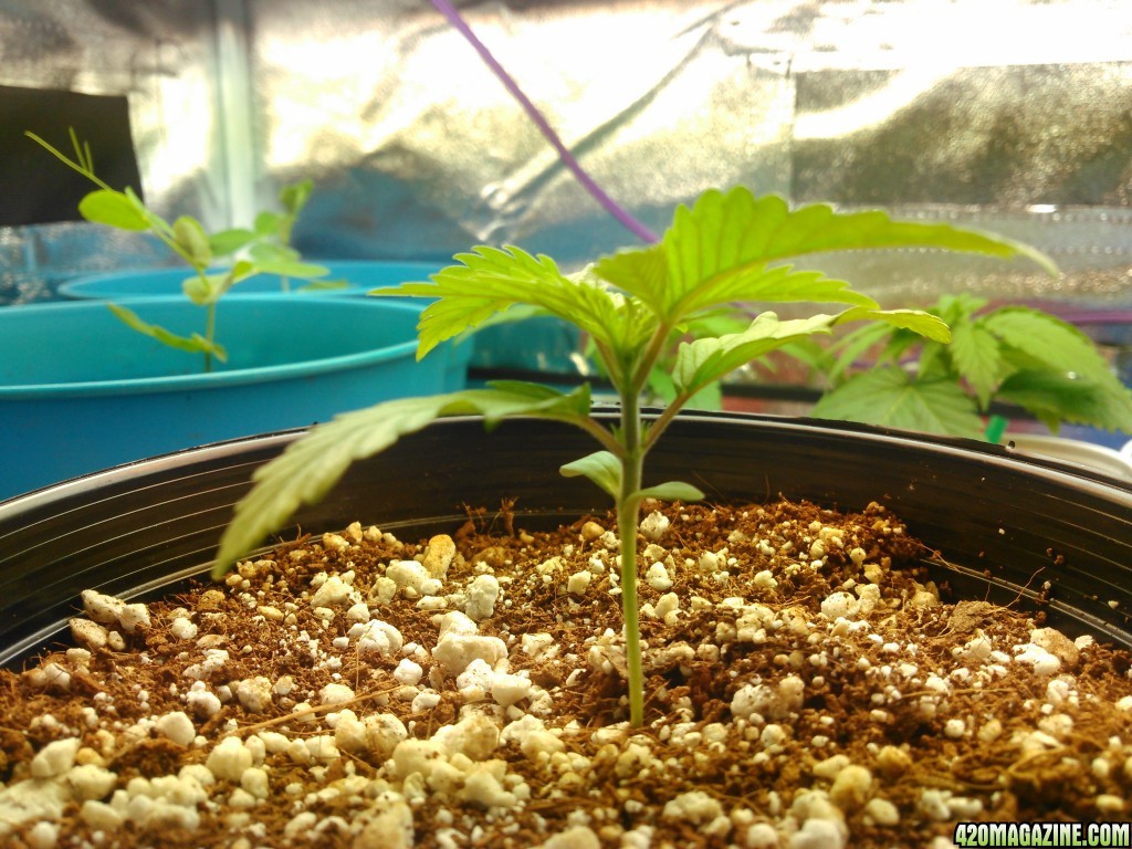 plant update