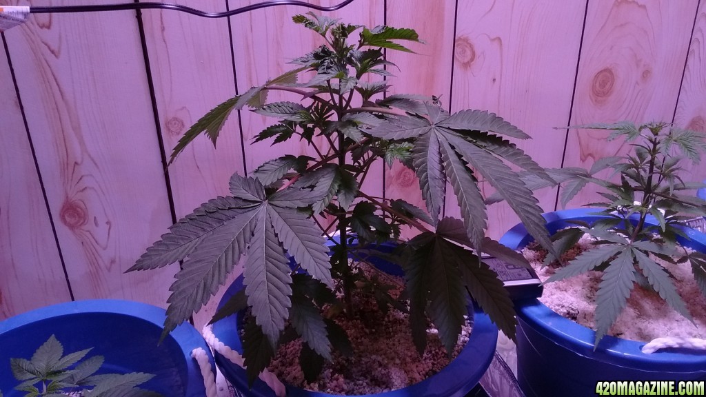 Plant Update14