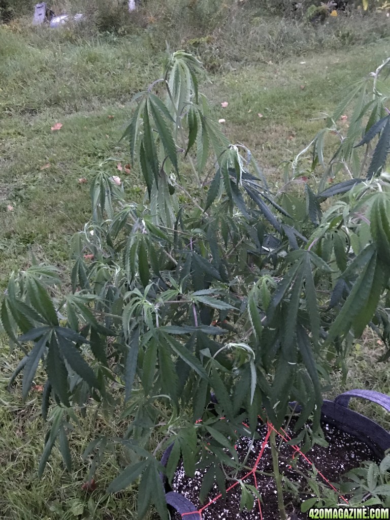 Plant watering