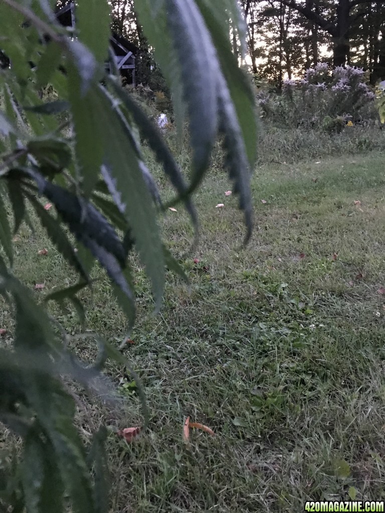 Plant watering