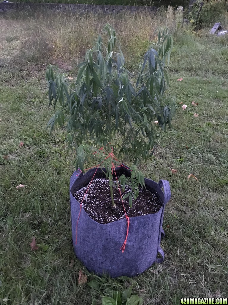 Plant watering