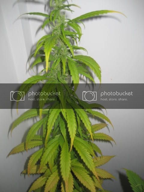 plant002.jpg