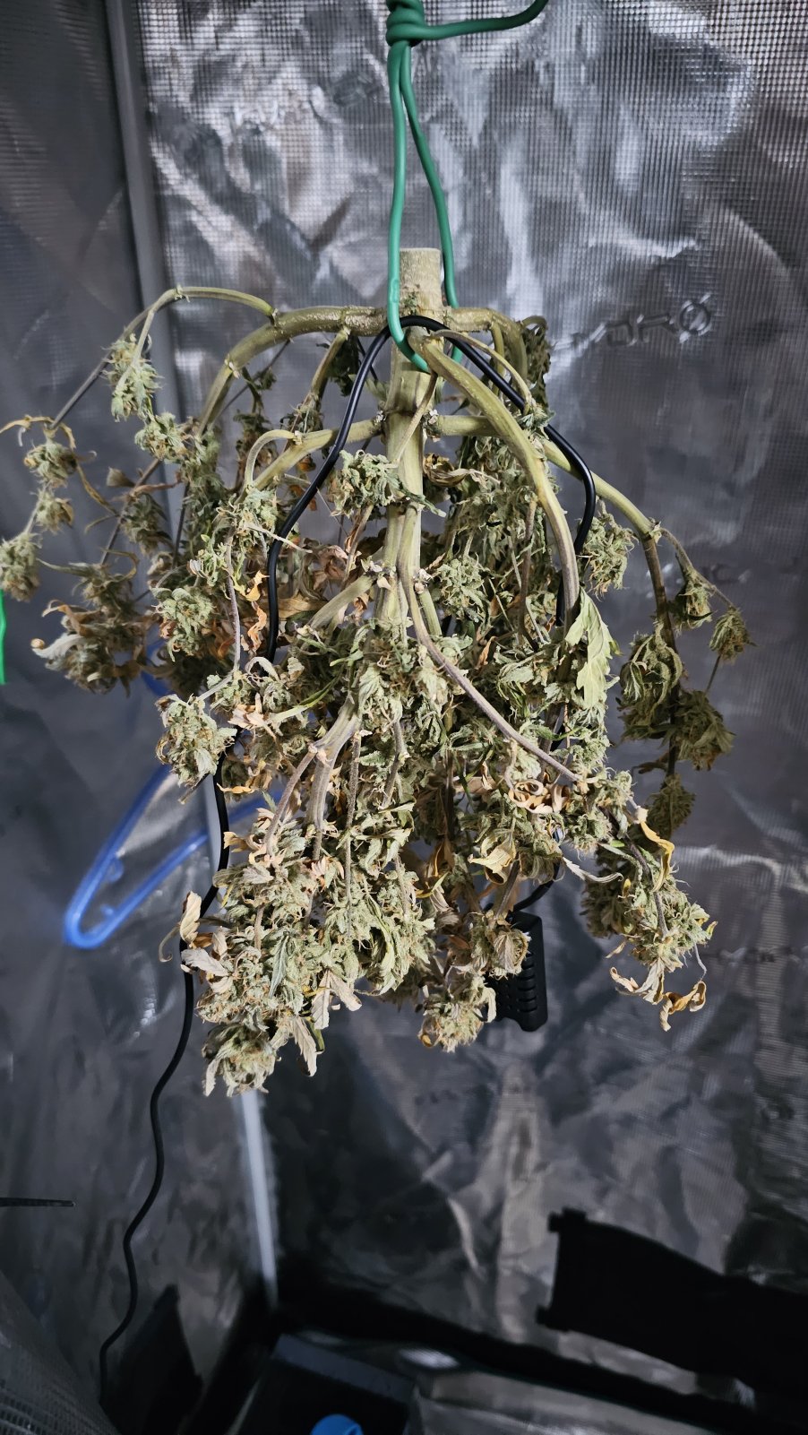 plant2_drying.jpg