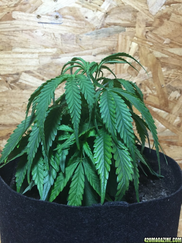 plant3 full